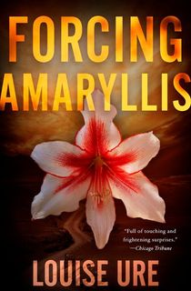 Forcing Amaryllis