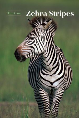 Buy Zebra Stripes at Amazon