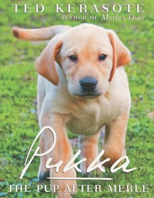 Buy Pukka at Amazon