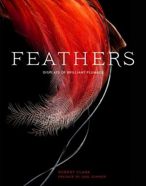 Buy Feathers at Amazon