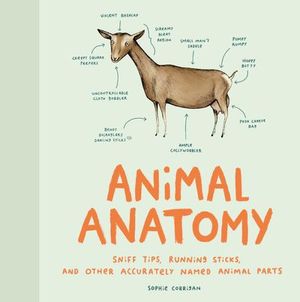 Buy Animal Anatomy at Amazon
