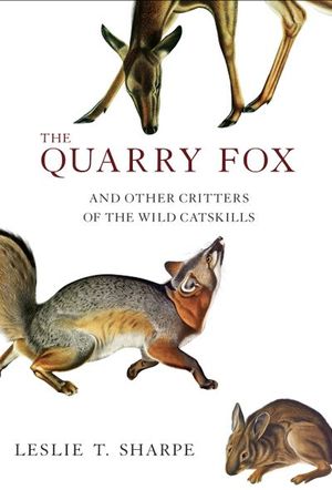 The Quarry Fox