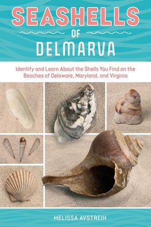Seashells of Delmarva