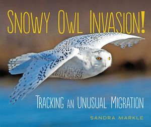 Snowy Owl Invasion!