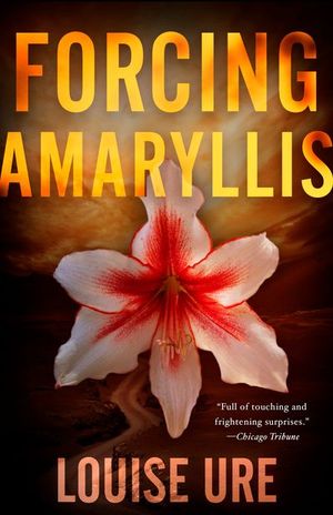 Buy Forcing Amaryllis at Amazon
